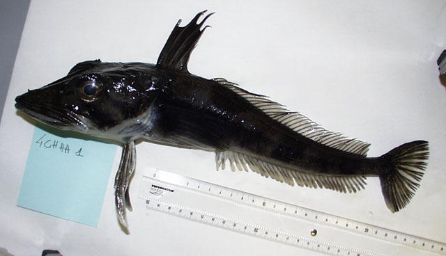 (Chionodraco) Род ШИПОВАТЫЕ БЕЛОКРОВКИ 3 вида